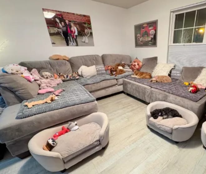 Customer photo review of Loami CozyCover™ – die kuschelige Sofadecke für Haustiere 🐾