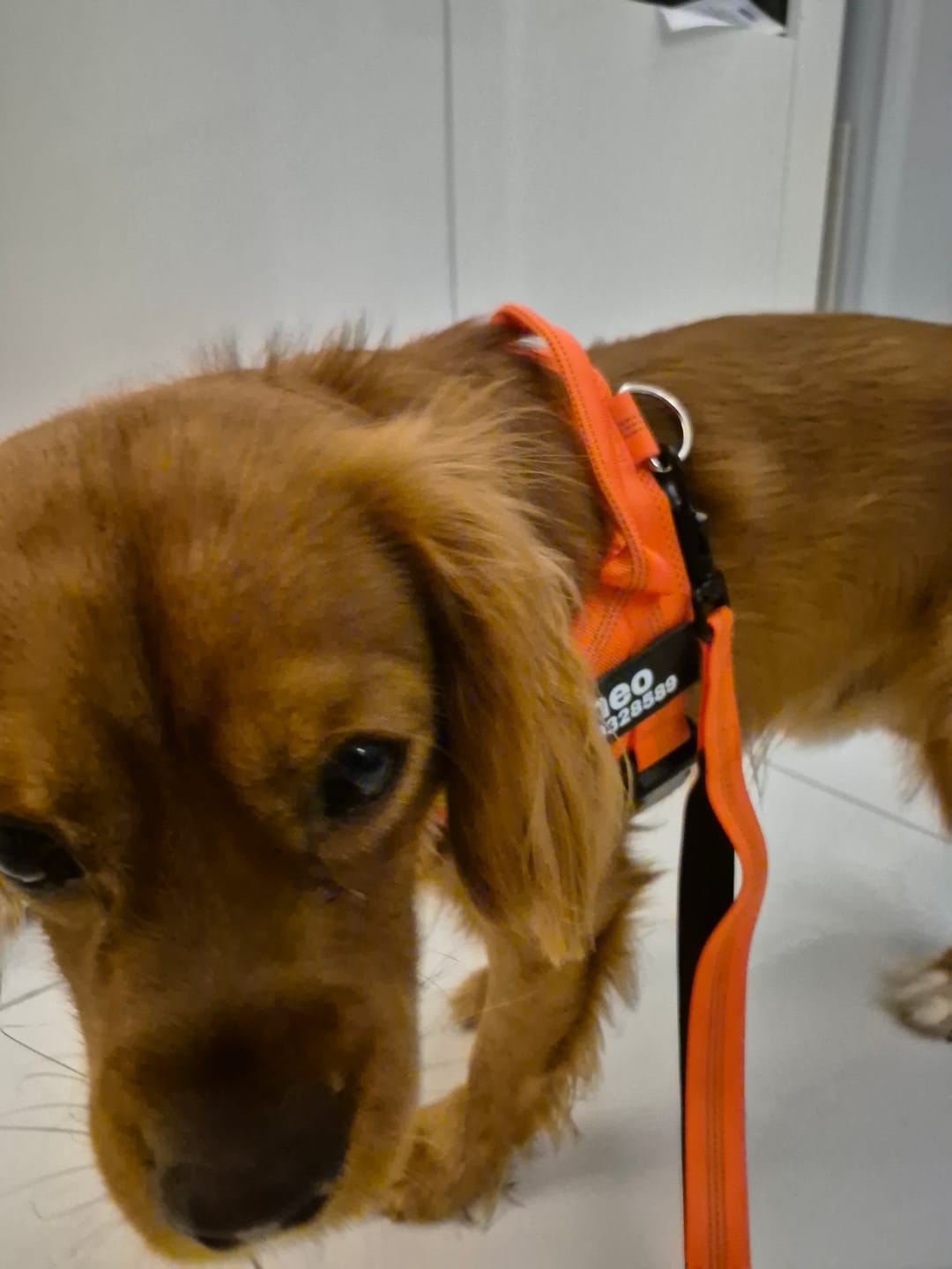 Customer photo review of ParoPet No Pull Dog Harness