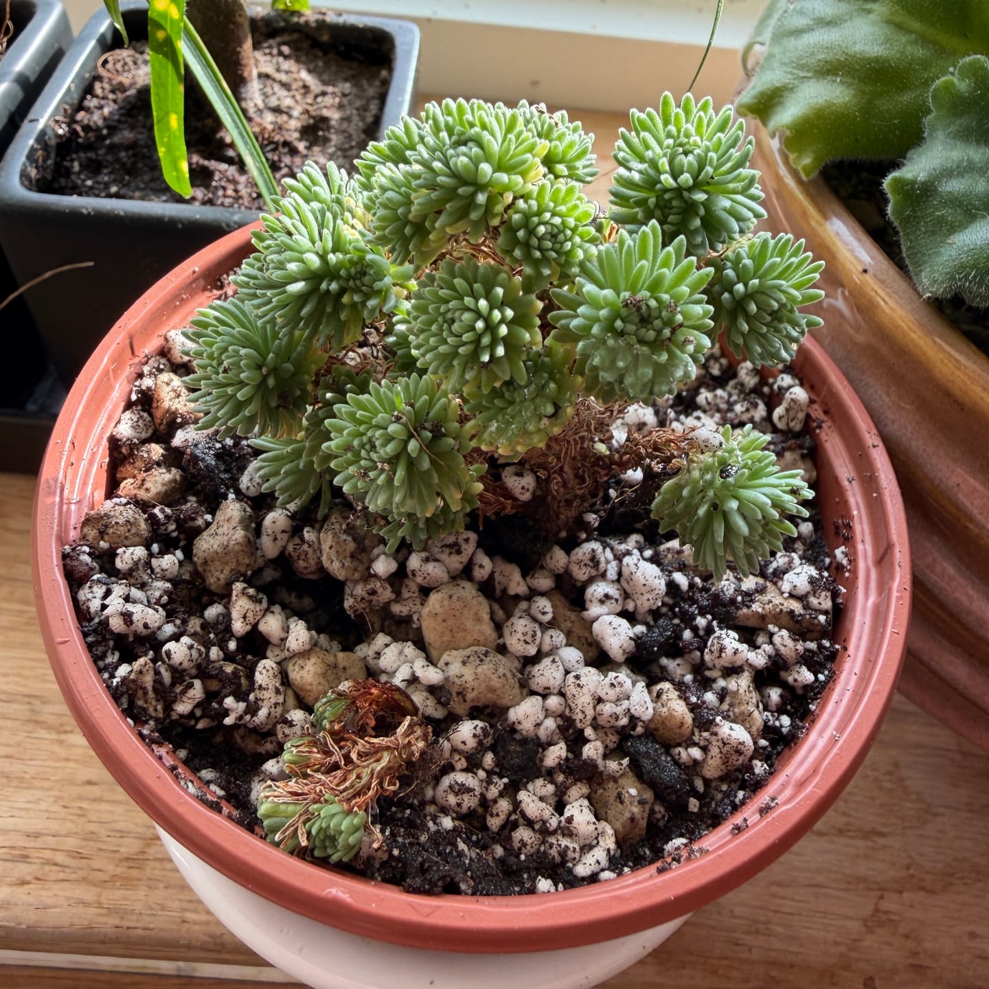 Customer photo review of Sedum multiceps