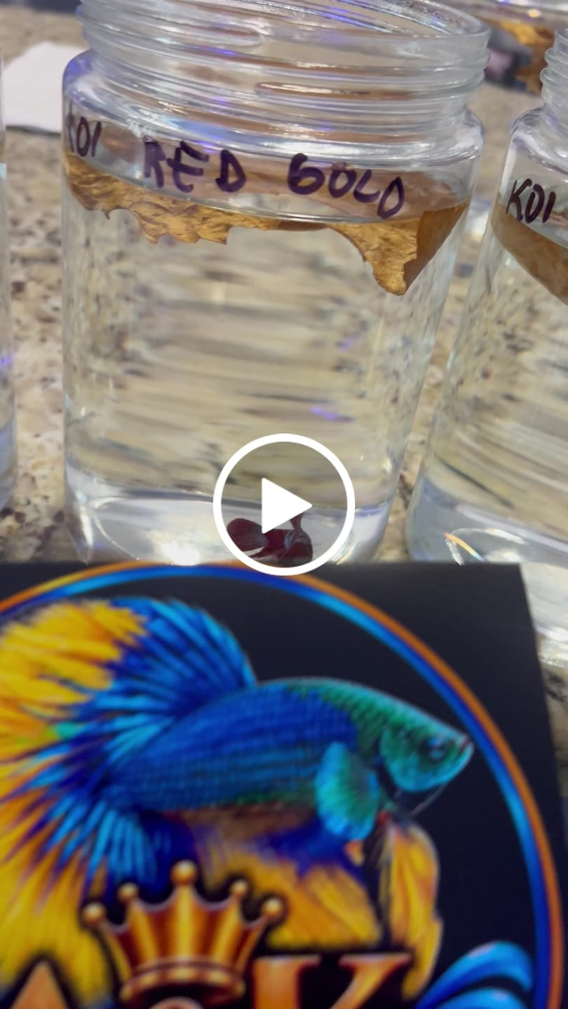 Customer video review of Koi Red Gold Female Betta Fish (Exotic Betta)