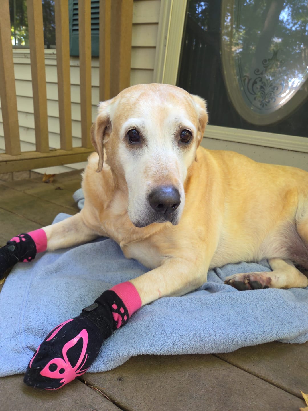 Customer photo review of K9 Belly Bliss - Digestive Support