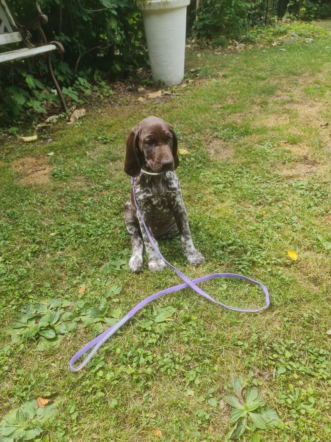 Customer photo review of Wurmtest Pro Hund Sparpaket