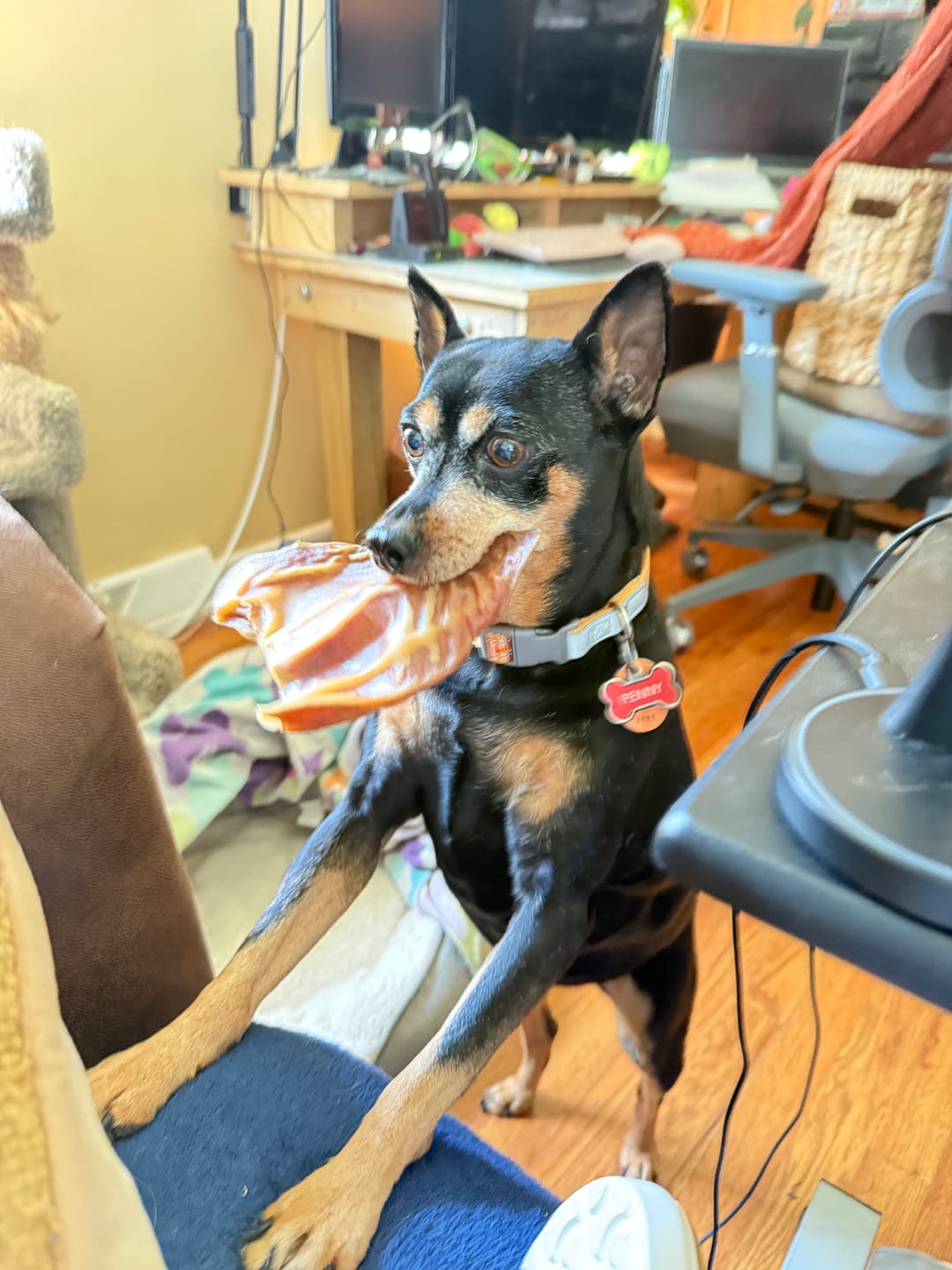 Customer photo review of Pig Ears