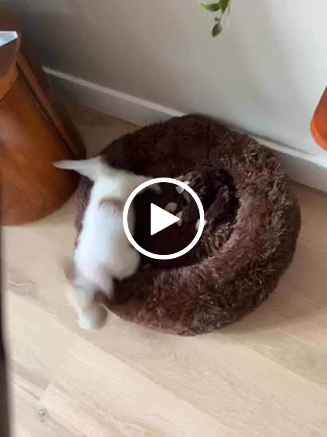Customer video review of Pet Perfect Fluffy Donut Hondenmand - Rond - Wasbaar