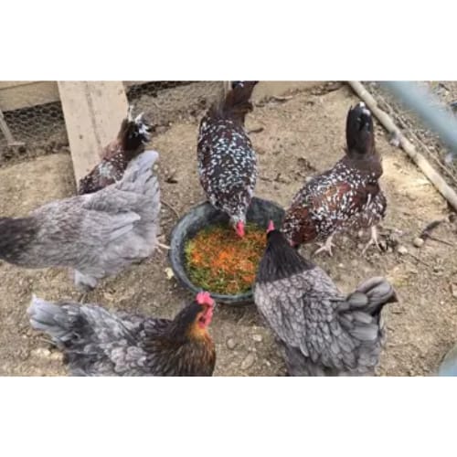 Customer photo review of Grano Gallinas