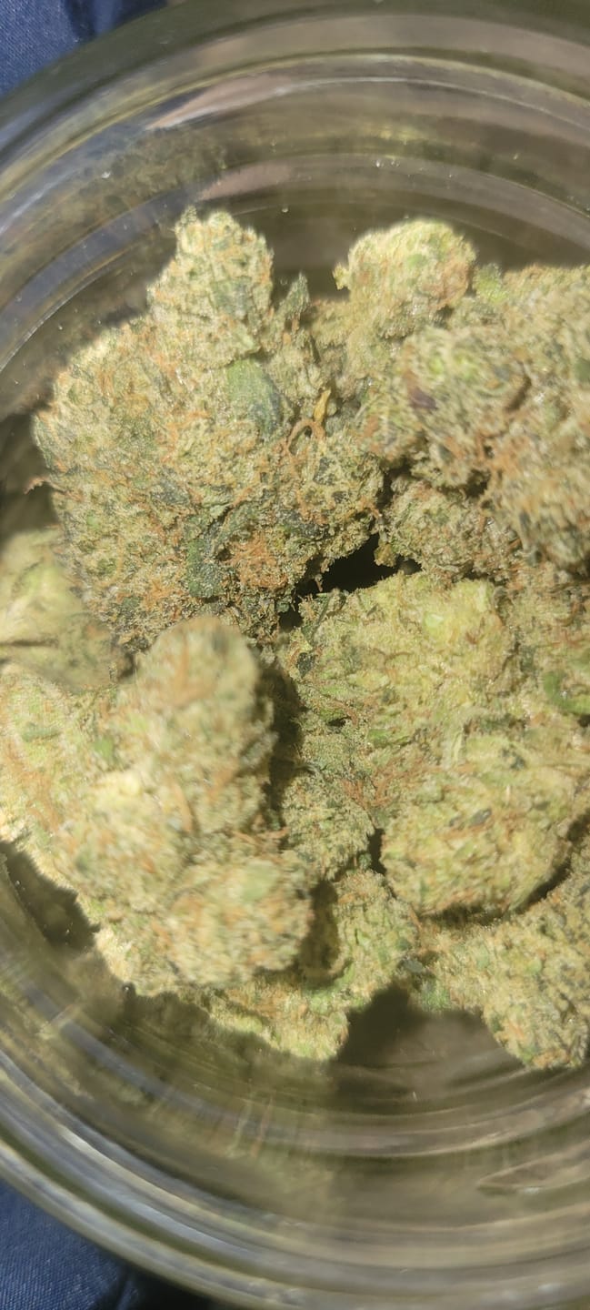 Customer photo review of Toad Venom Indoor - Bulk - Hybrid