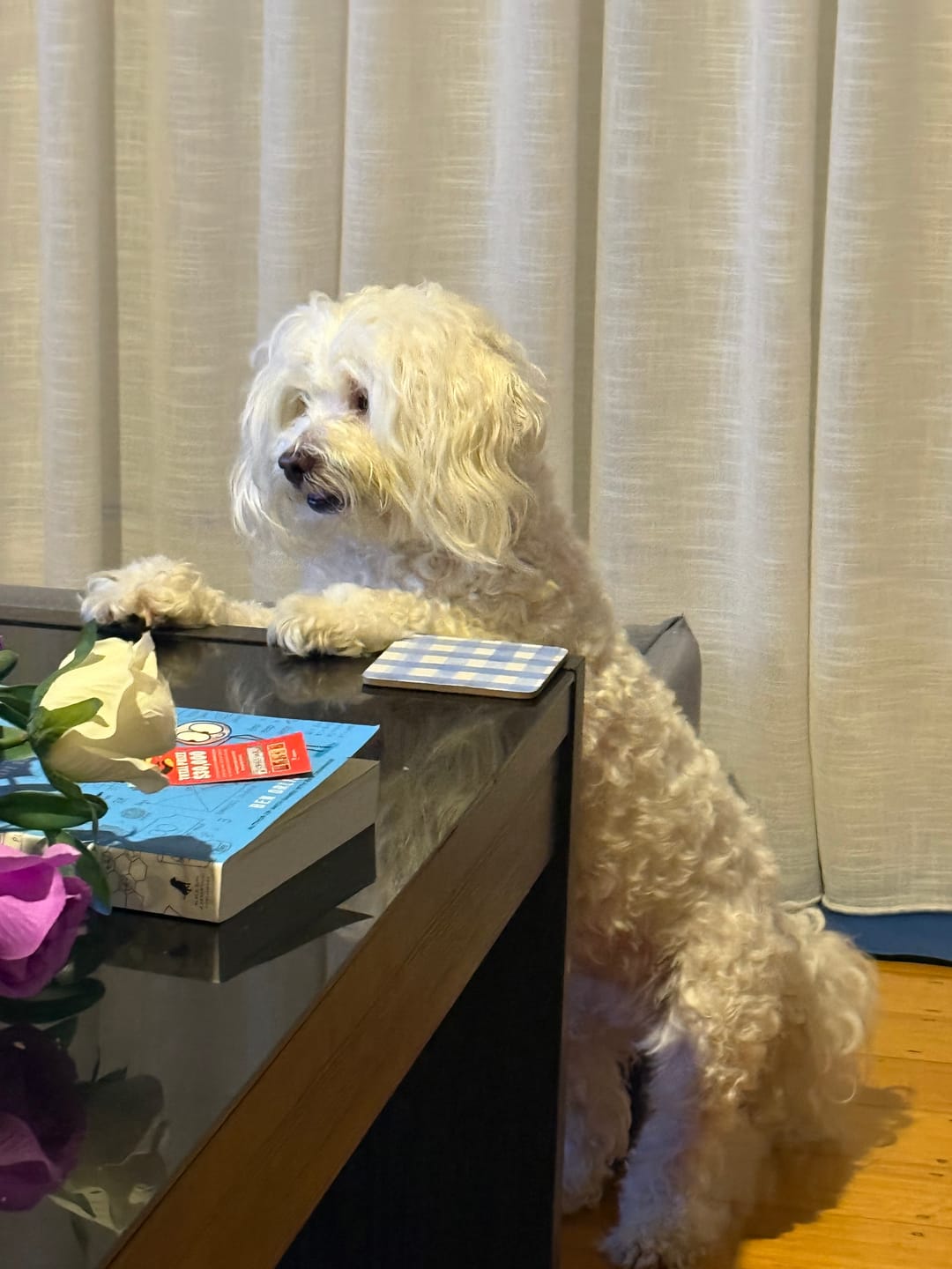 Customer photo review of Bugsy's Air-Dried Chicken