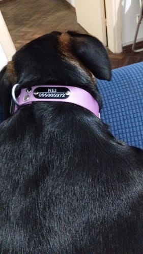 Customer photo review of Collar Remachado Básico (Perro)