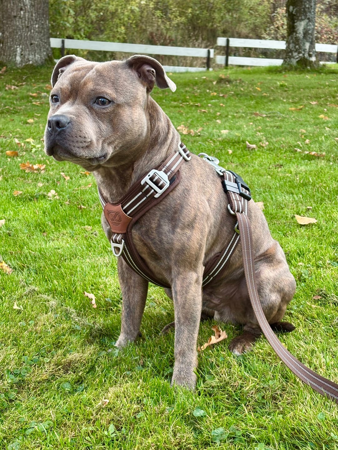 Customer photo review of Staffordshire Bull Terrier 1935® Harness & Leash Set - Chocolate