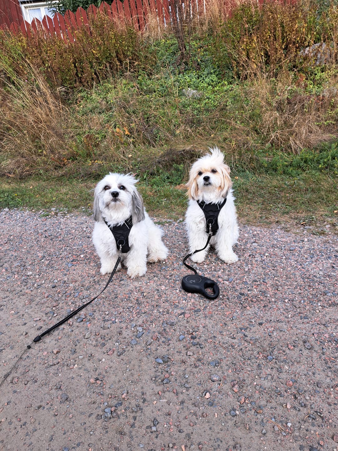 Customer photo review of Lusig™ Anti-Drag Hundsele