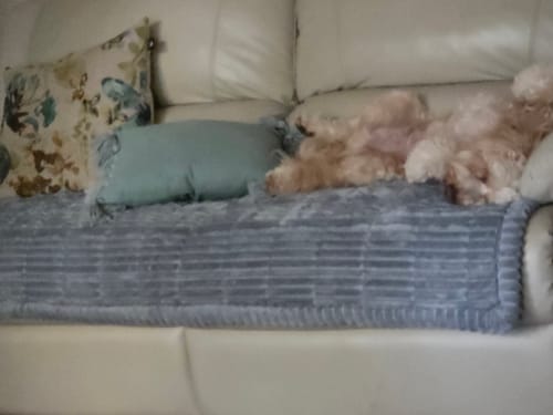 Customer photo review of Cosy Couch - Couch Cover