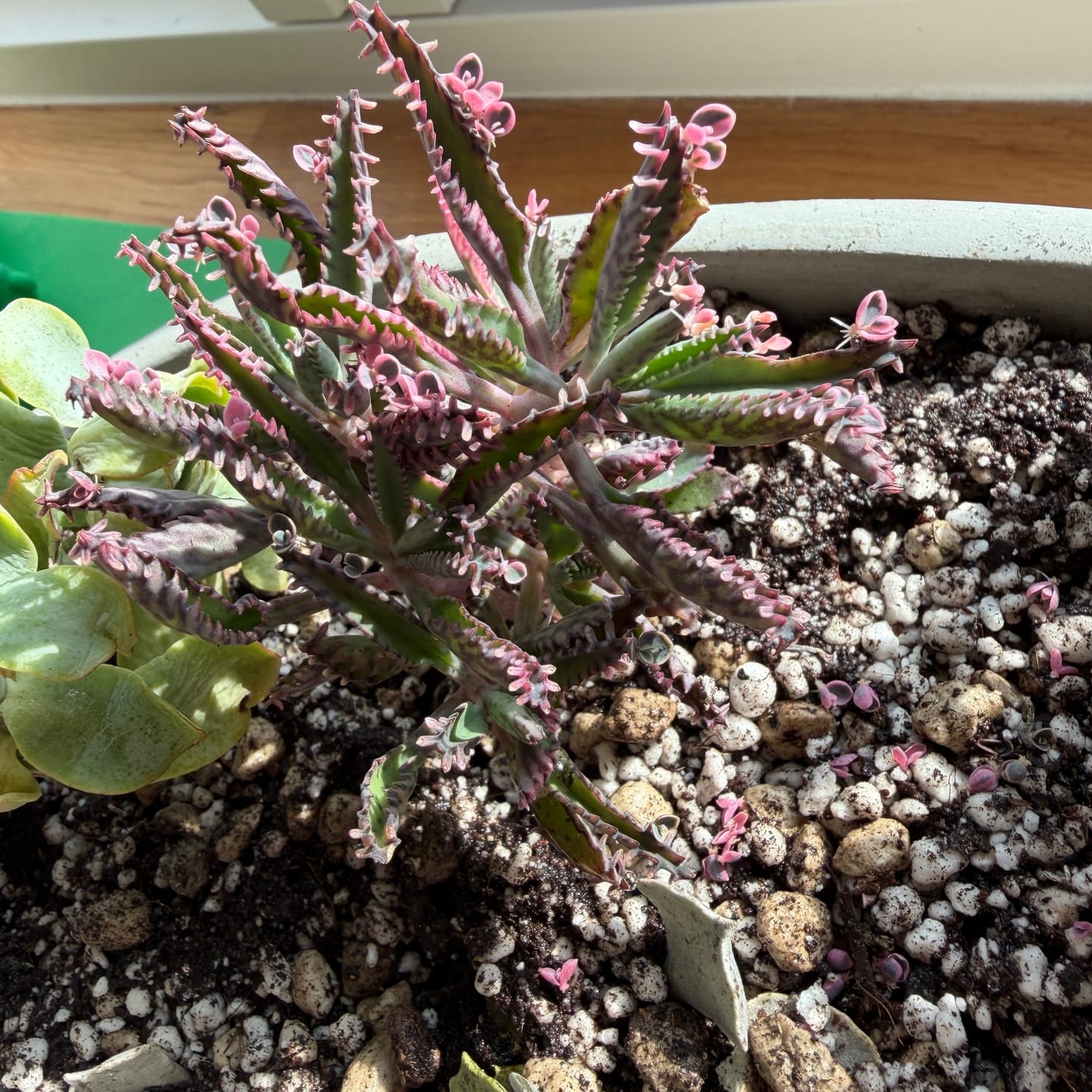 Customer photo review of Kalanchoe daigremontiana "Pink butterfly variegata"
