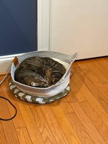 Customer's tabby cat sleeping curled up inside a grey and white Instinct Basket on a wooden floor.