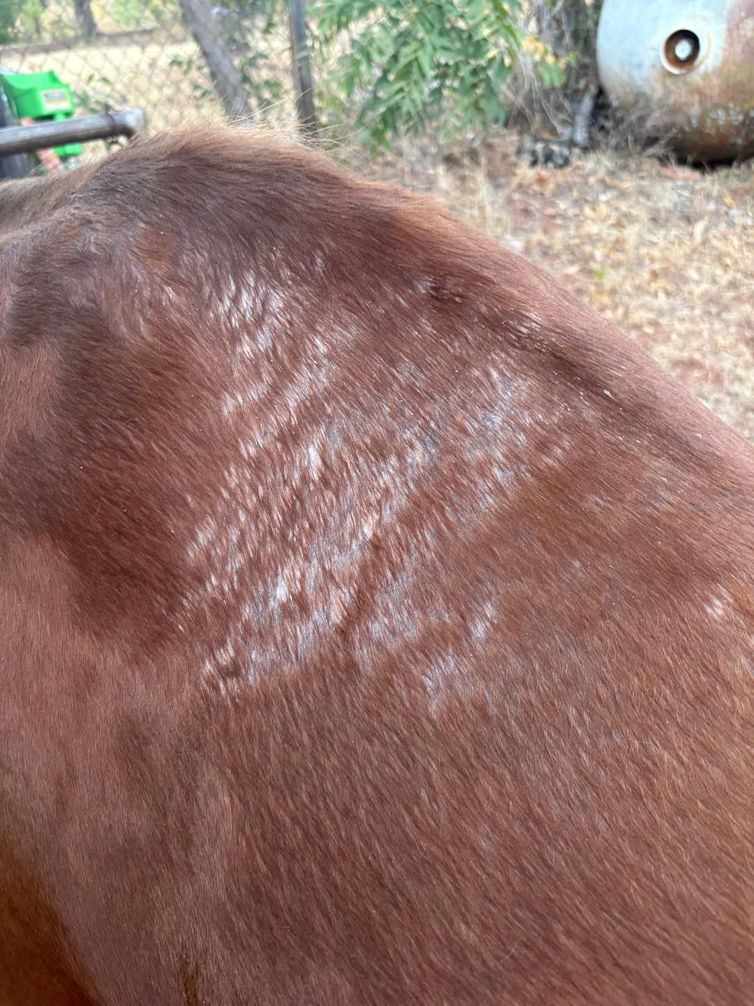 Customer photo review of Sensitive Skin Horse Shampoo - 8oz  Concentrated