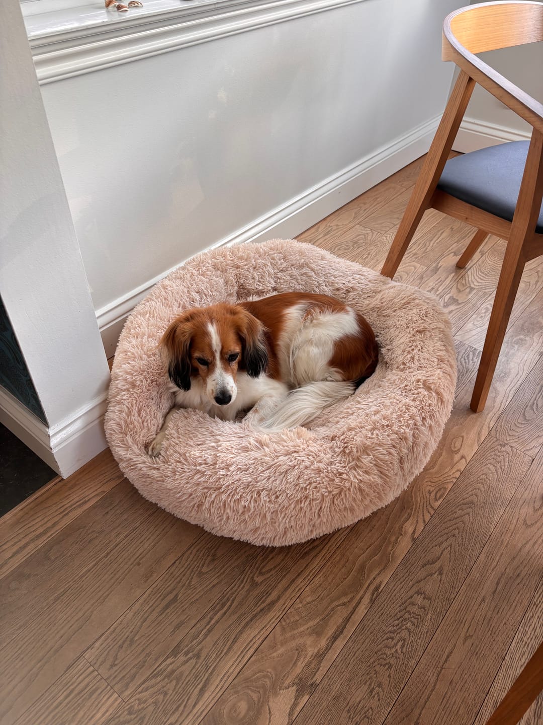 Customer photo review of CalmBed - Mjuk och skön hundbädd för oslagbar komfort