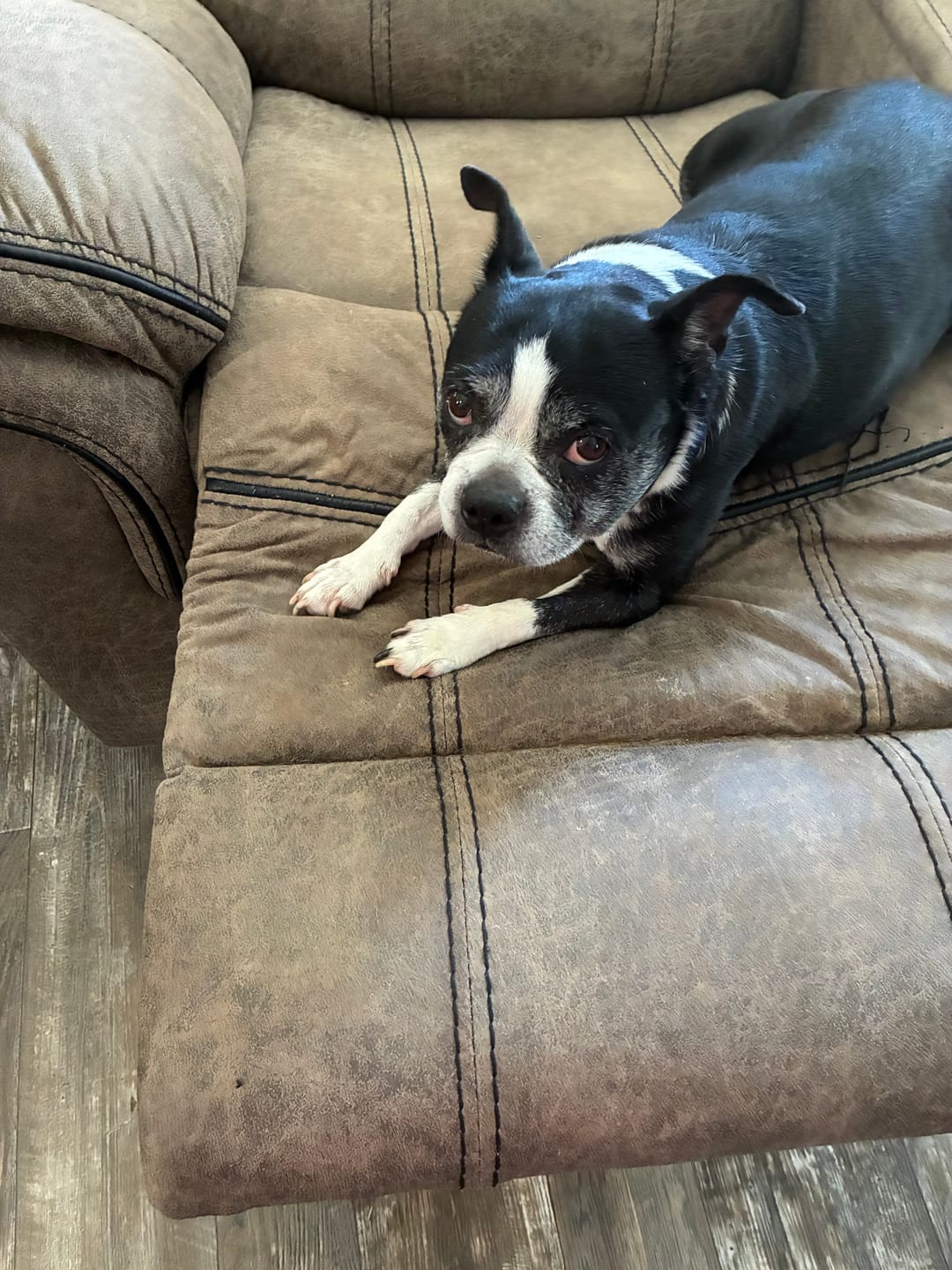 Customer photo review of K9 Belly Bliss™