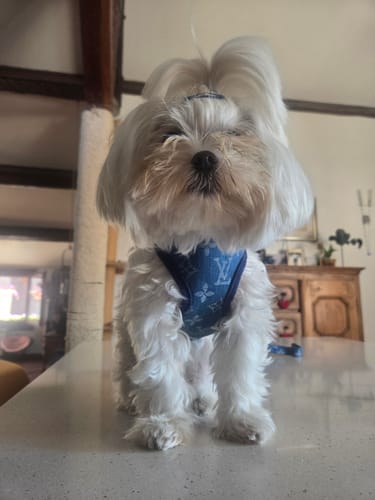 Customer photo review of Pettorina e guinzaglio Louis Pawtton Blue