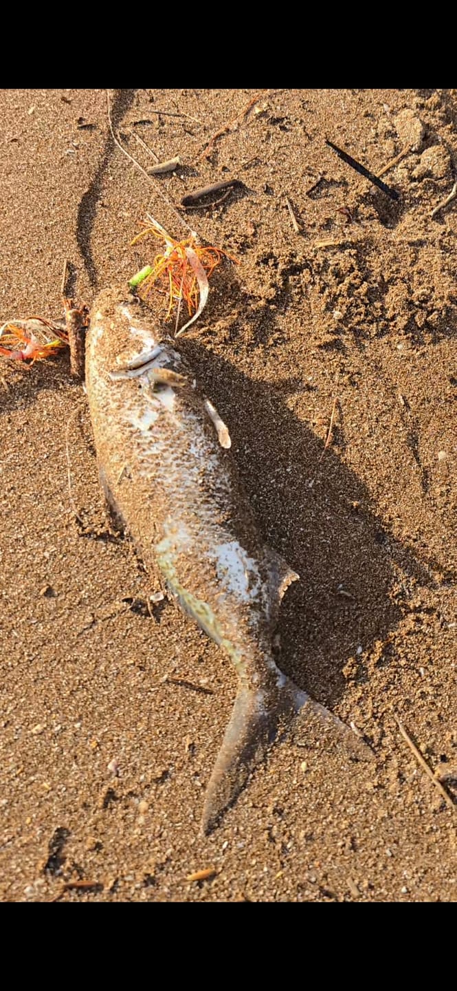 Customer photo review of Fishbites - Fish'n Strips Sand Flea