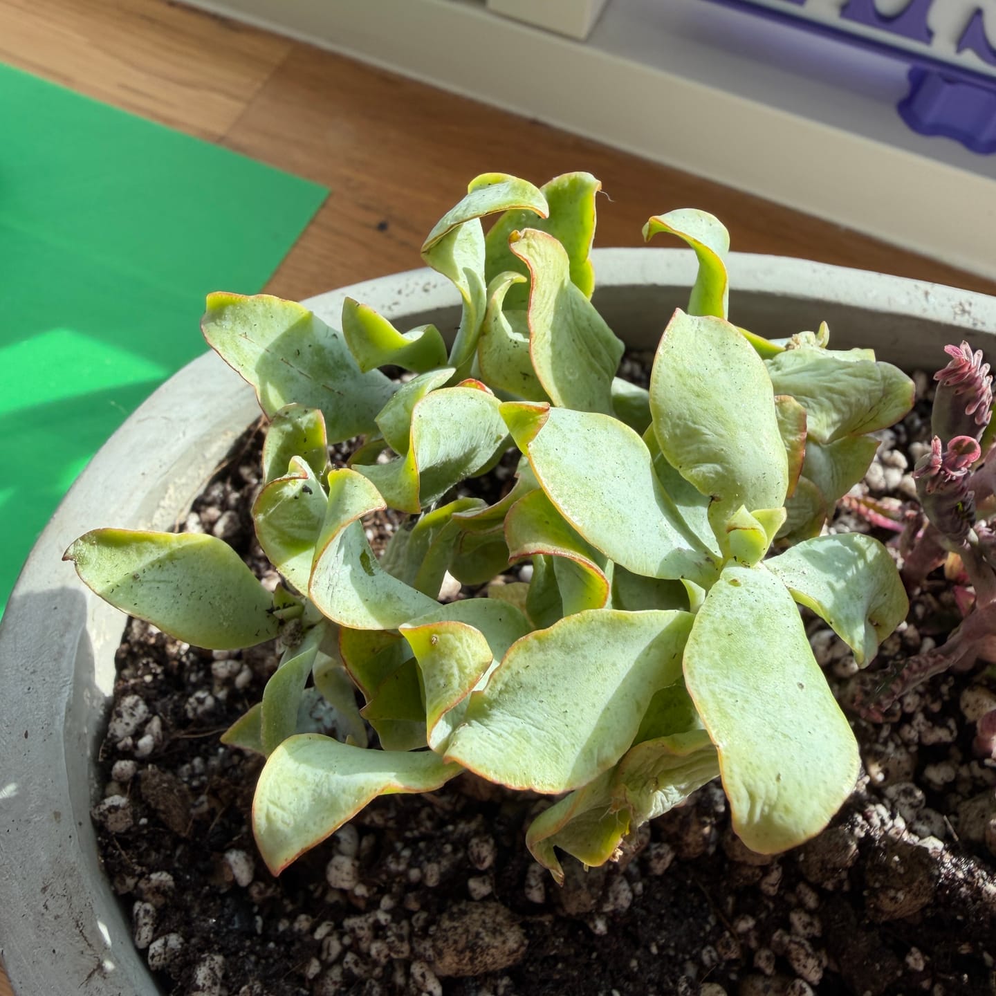 Customer photo review of Crassula arborescens subsp. undulatifolia
