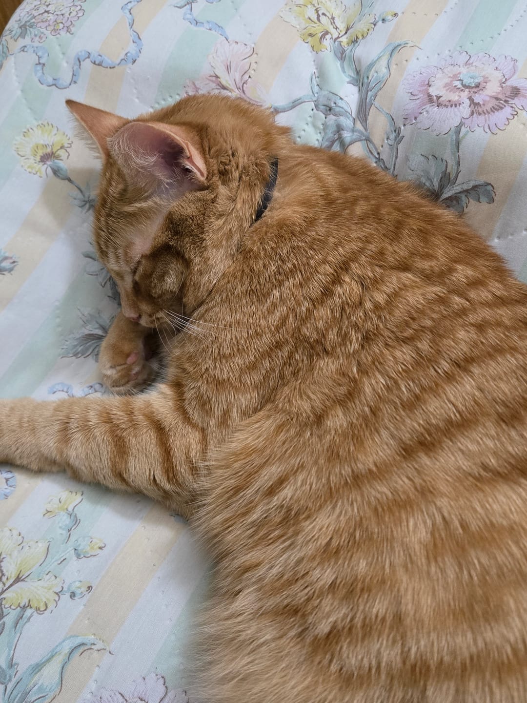 Customer photo review of FurLife™ - 8 Months Flea and Tick Free