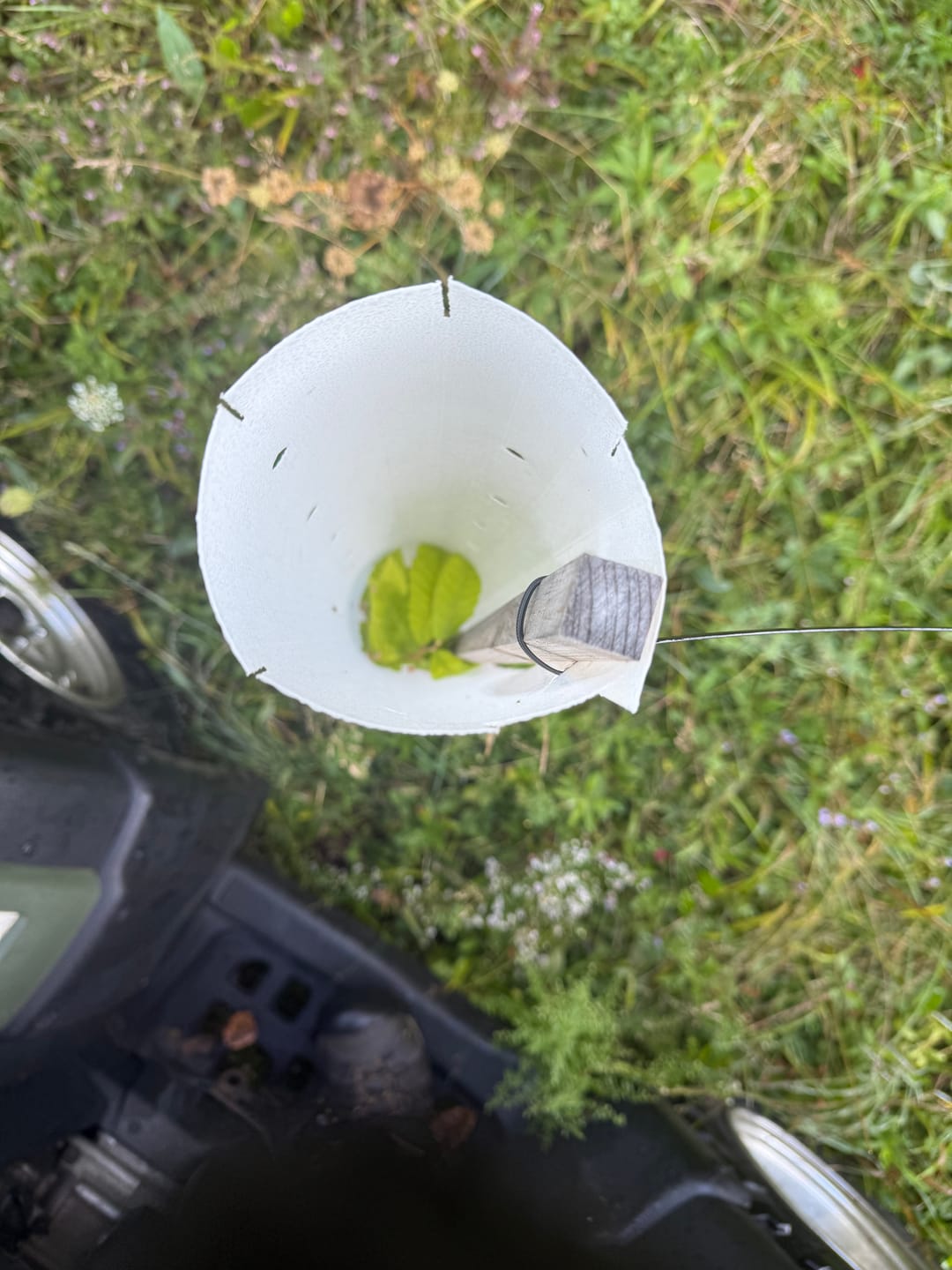 Customer photo review of Hybrid Chestnut
