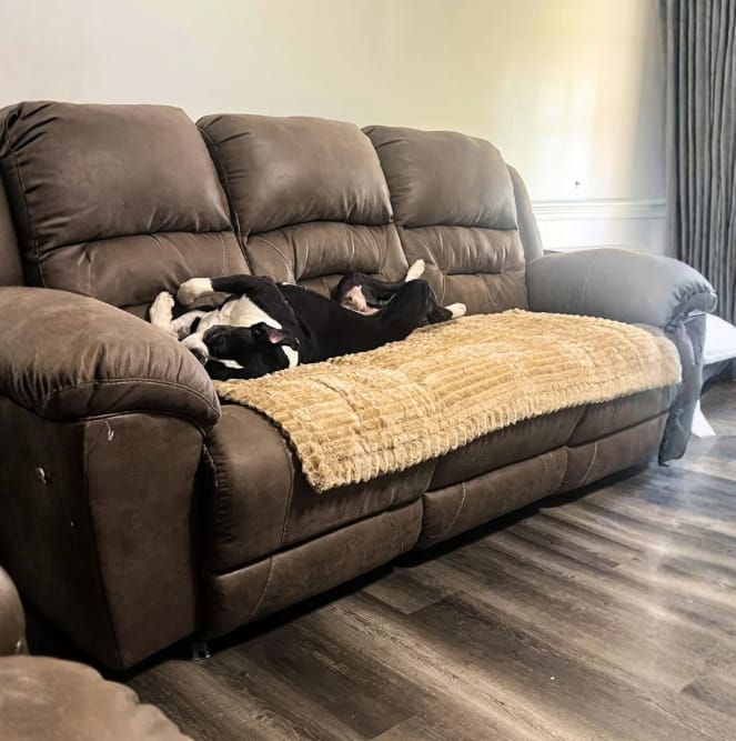 Customer photo review of Loami CozyCover™ – die kuschelige Sofadecke für Haustiere 🐾