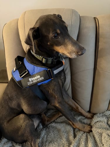 Customer's Dogshood No Pull Harness in blue with a custom name tag on a dog sitting on a cushioned chair.