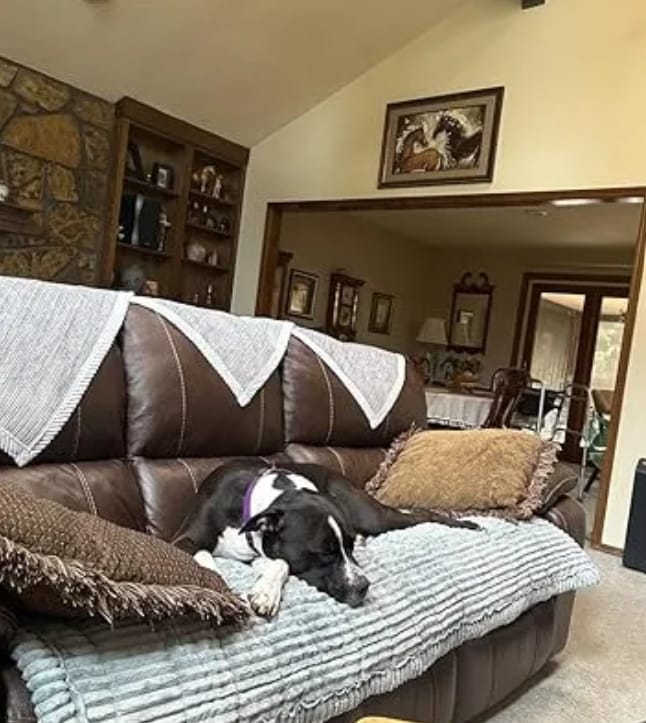 Customer photo review of Loami CozyCover™ – die kuschelige Sofadecke für Haustiere 🐾