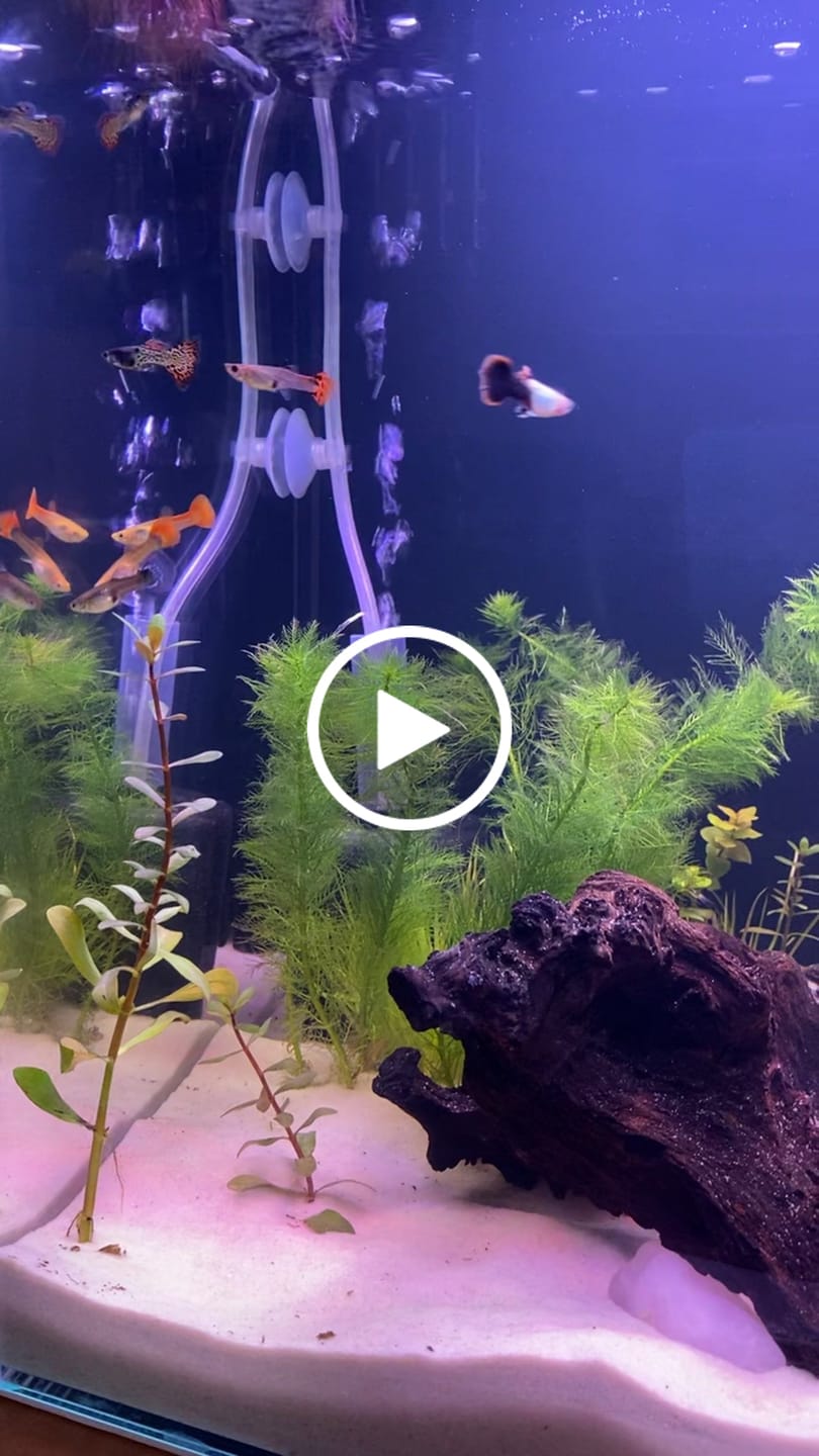 Customer video review of Peter's Aquaverse Integra Series Aquarium Kit