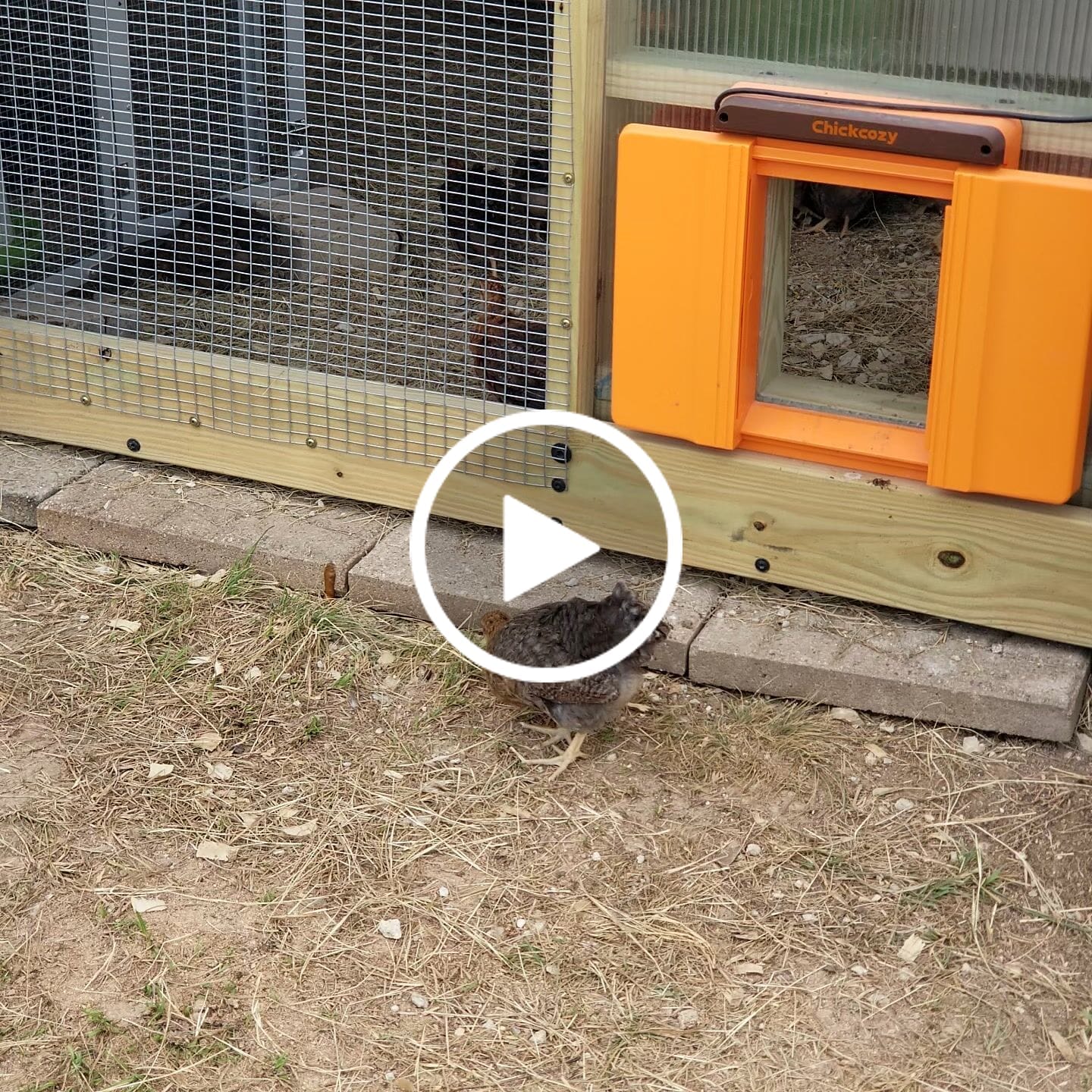 Customer video review of Solar Automatic Chicken Coop Door