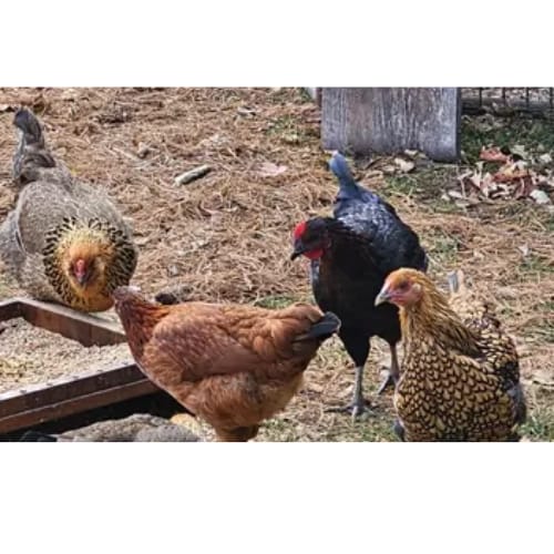 Customer photo review of Grano Gallinas