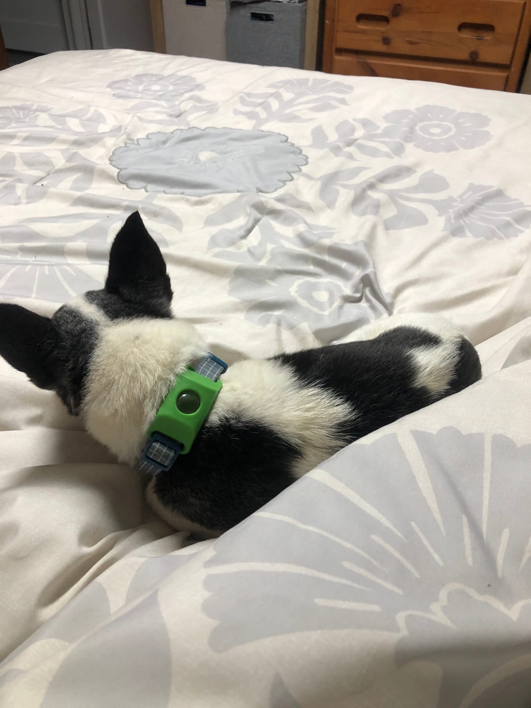 Customer photo review of FurLife™ 12 Months Flea and Tick Free