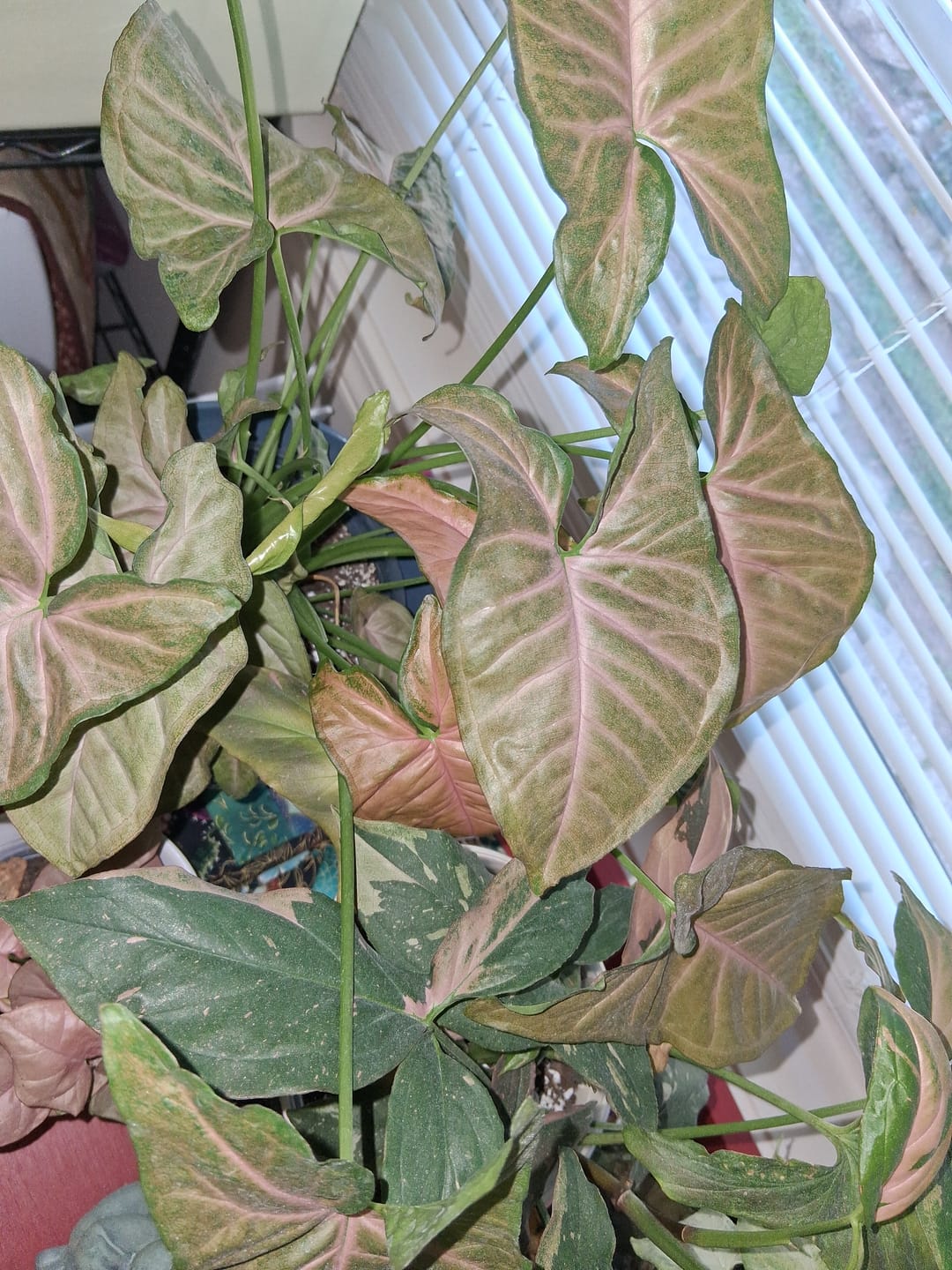 Customer photo review of Syngonium podophyllum 'Regina Red'