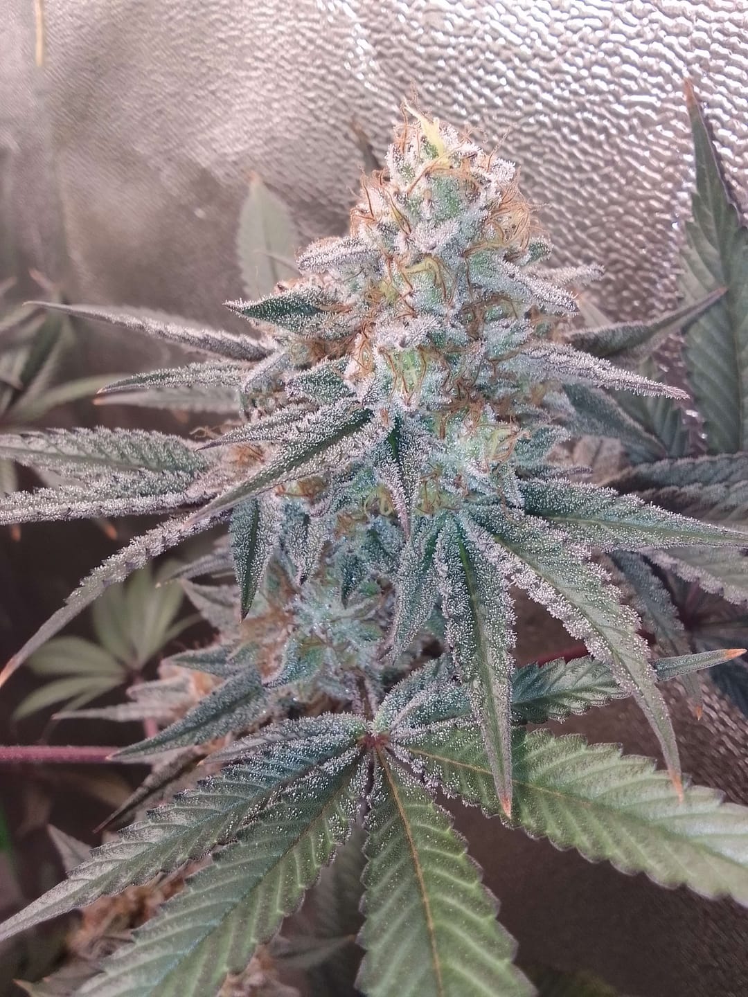 Customer photo review of HHZ Blüte - Gorilla Glue