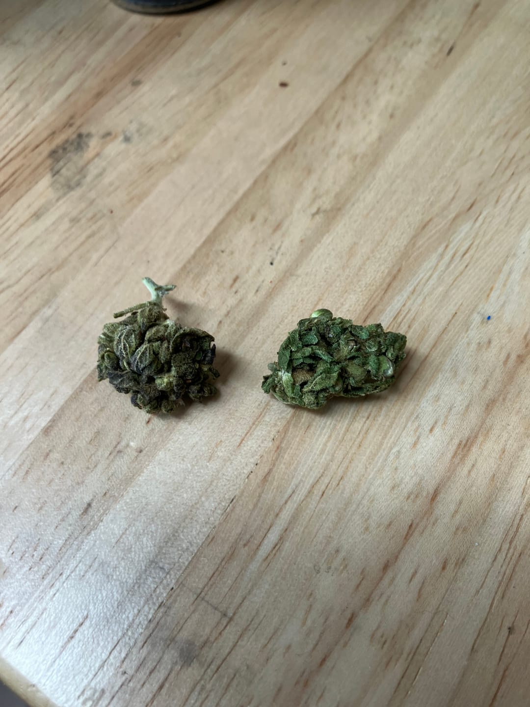 Customer photo review of 1 Oz Cheap THCA Small Buds