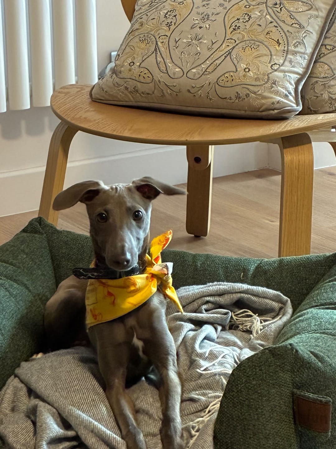 Customer photo review of Fantail Origin Snooze Botanical Green Basket Dog Bed