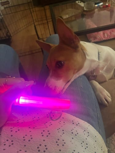 Customer photo review of Double-Light Collar to See Your Dog at Night