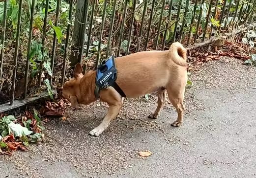 Customer photo review of Personalized No Pull Dog Harness