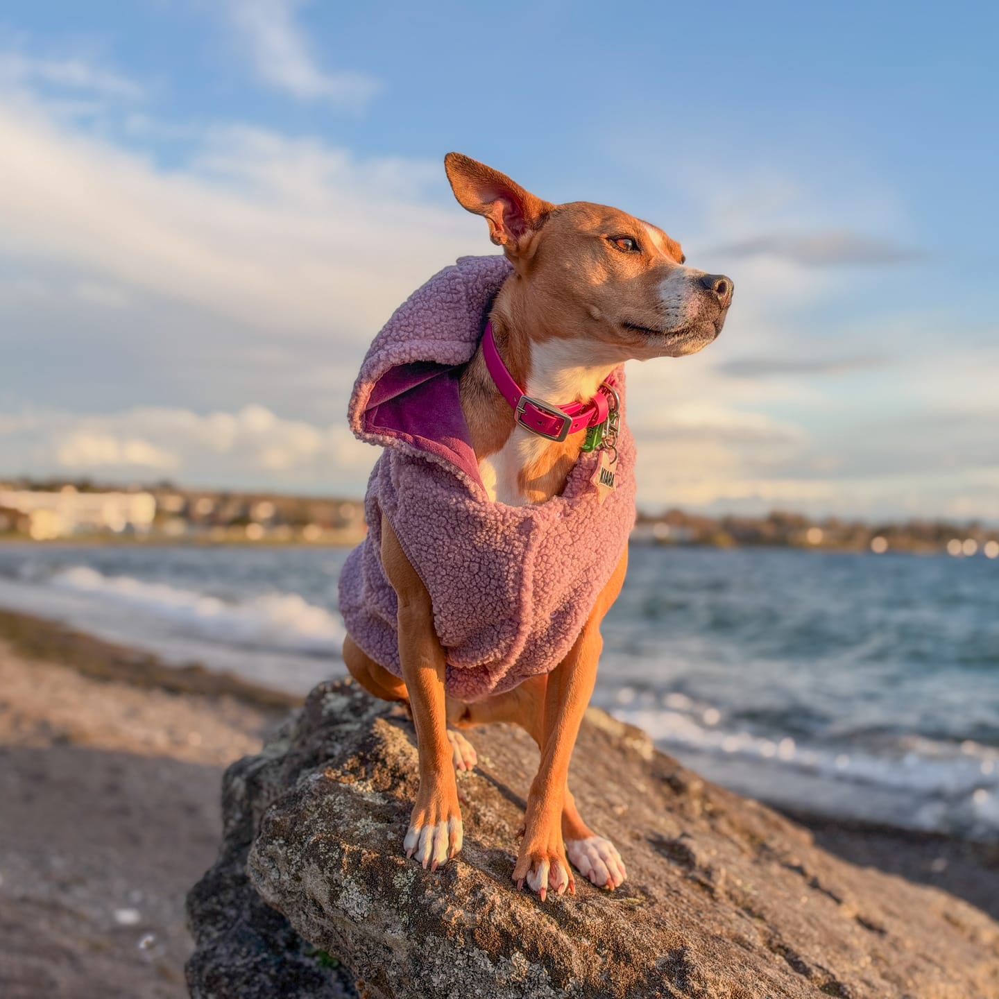 Customer photo review of Teddy Sherpa Dog Jacket - Taupe