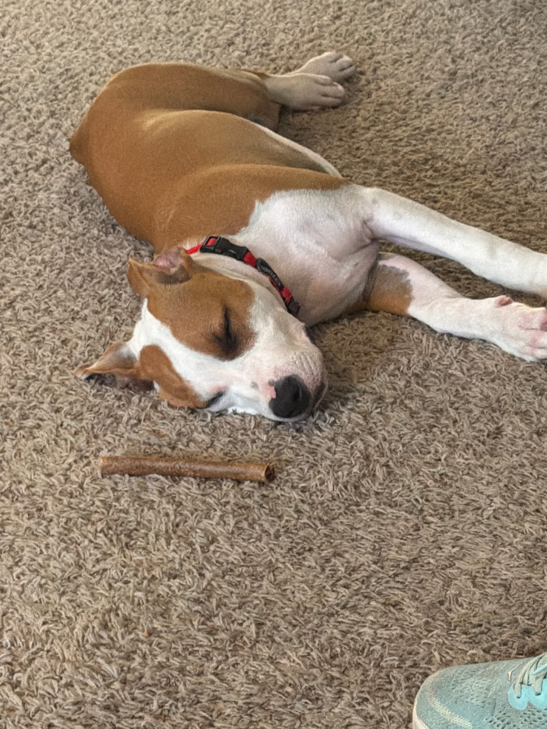 Customer photo review of 5-6 Inch Champion Chew