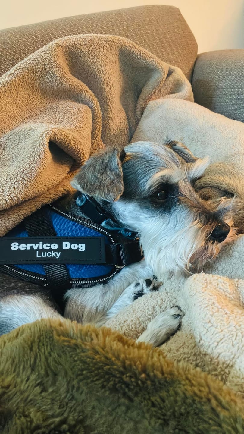 Customer photo review of Personalized No Pull Dog Harness
