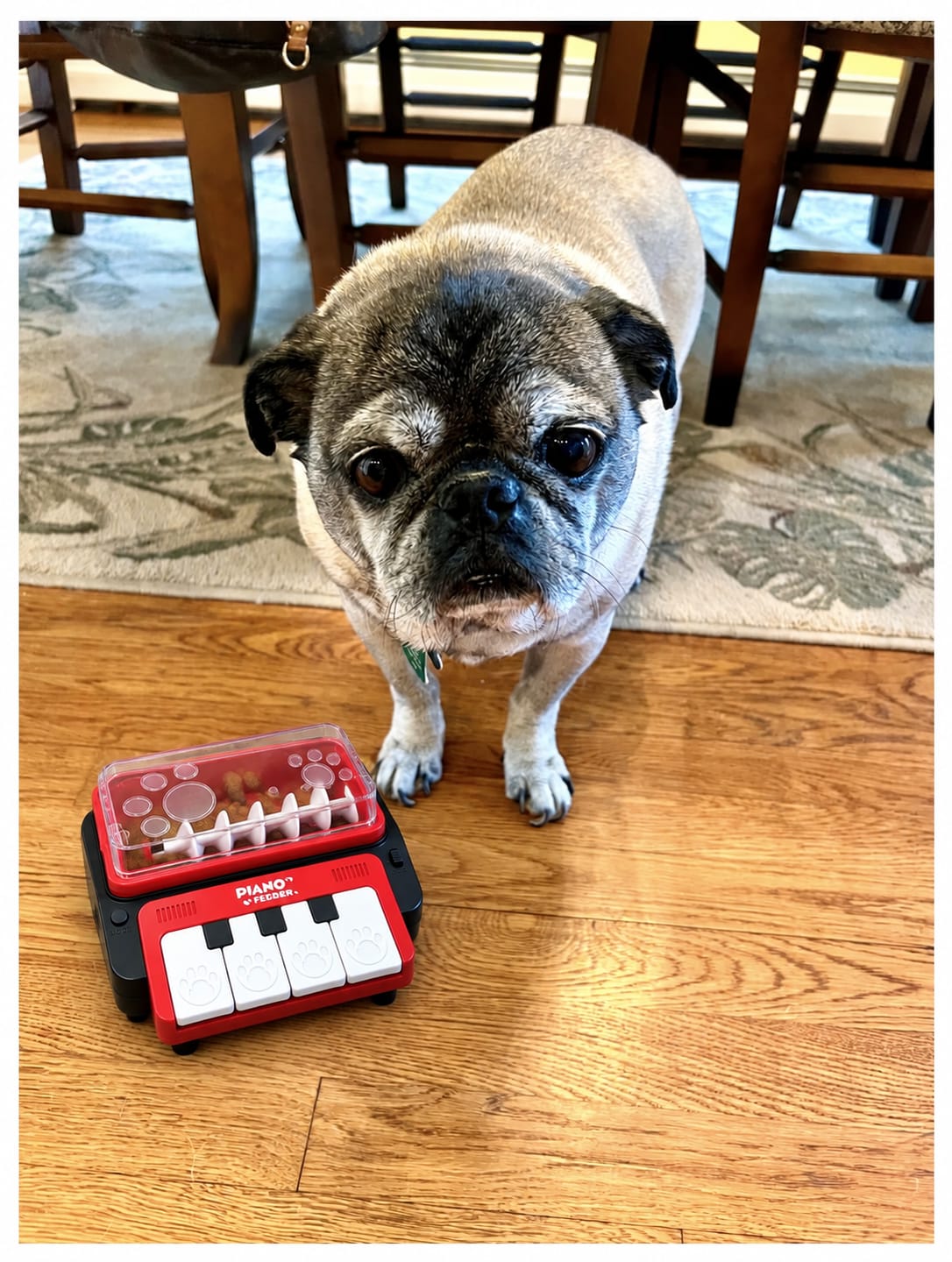 Customer photo review of Leckerli-Klavier, das Hund & Katze beschäftigt