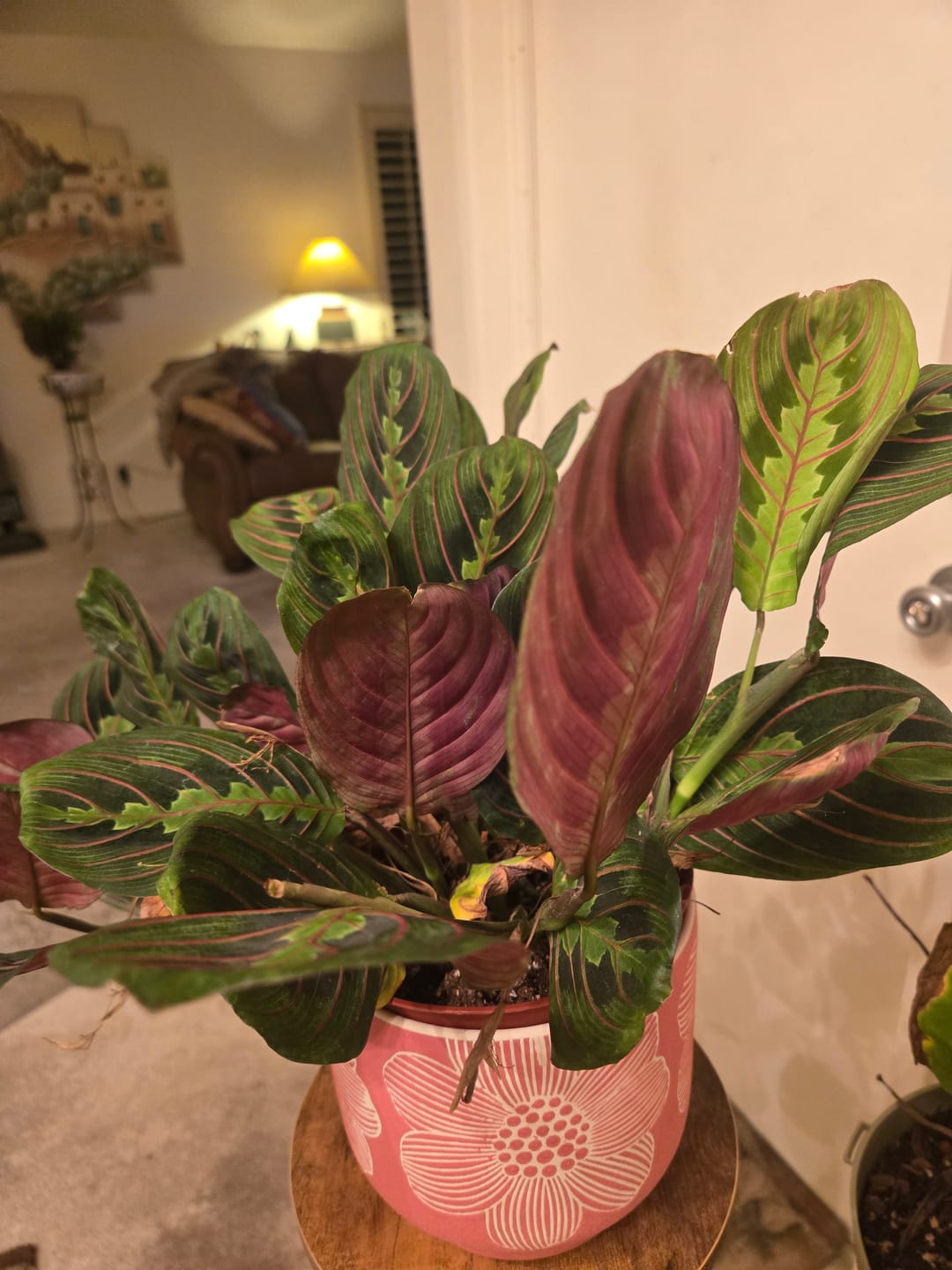 Customer photo review of Maranta  leuconeura, Red Prayer Plant