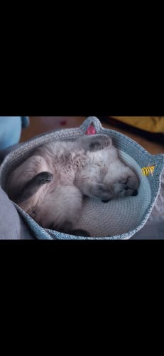 Kunde zeigt den Fellnest Katzenkorb in Hellblau, in dem eine graue Katze zusammengerollt schläft.