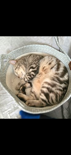 Kunden Fellnest Katzenkorb mit einer schlafenden, getigerten Katze darin.