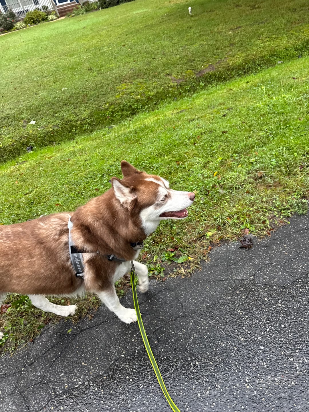 Customer photo review of KAVRIONA No-Pull Dog Harness