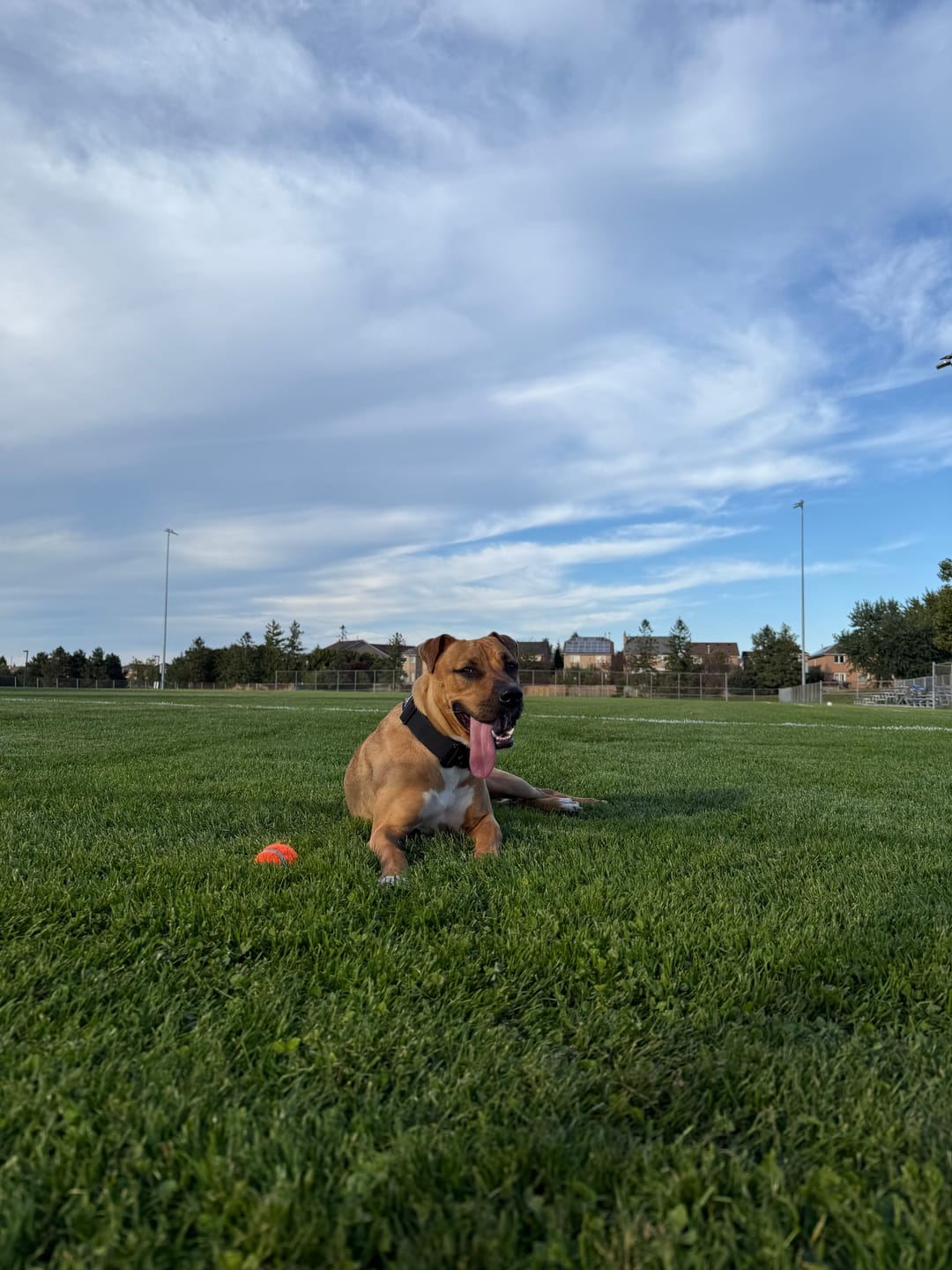 Customer photo review of 1.5" Tacti Slim Dog Collar- Black