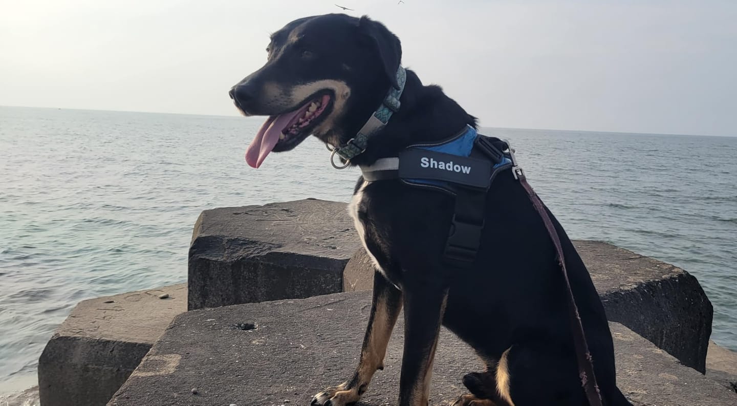 Customer photo review of Personalized No Pull Dog Harness