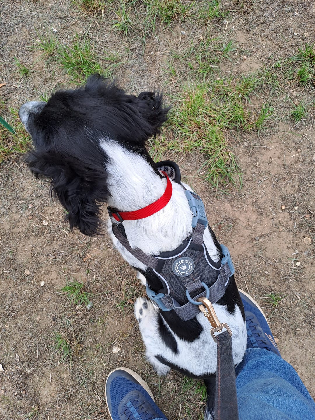 Customer photo review of Dog Lead 5ft - Colour Drops - Charcoal Tweed