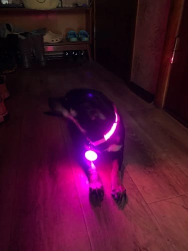 Customer photo review of Double-Light Collar to See Your Dog at Night